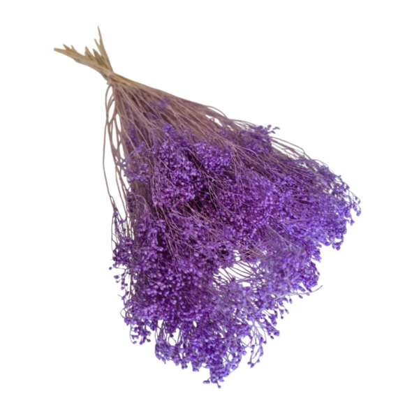 Broom Bloom uscat Lavanda