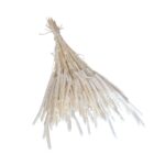 Phleum-alb-trandafiri-criogenati_flori_uscate_ecriogenat Phleum uscat Alb 25/50/100 gr