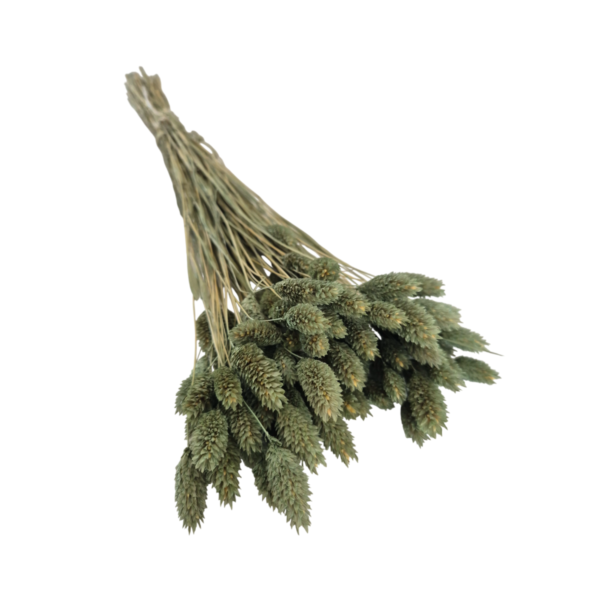 Talaris uscat Verde Olive 25/50/100 gr