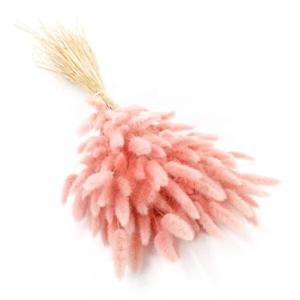 Lagurus uscat Roz/Baby Pink   25/50/100 gr 