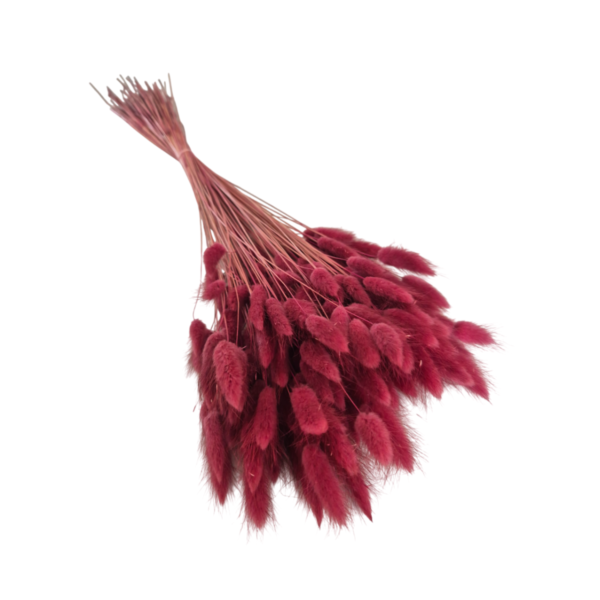 Lagurus uscat Bordeaux   25/50/100 gr 
