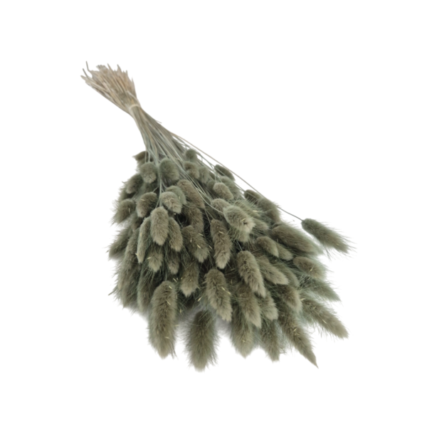 Lagurus uscat Verde Olive   25/50/100 gr 