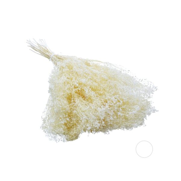 Broom Bloom uscat Alb/Crem   25/50/100 gr 