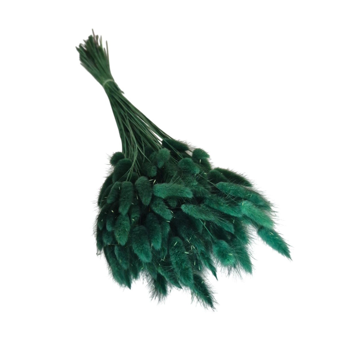 Lagurus uscat Verde Smarald/Padure 25/50/100 gr