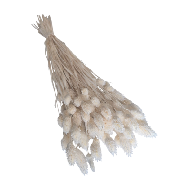 Talaris uscat Alb/Crem   25/50/100 gr 