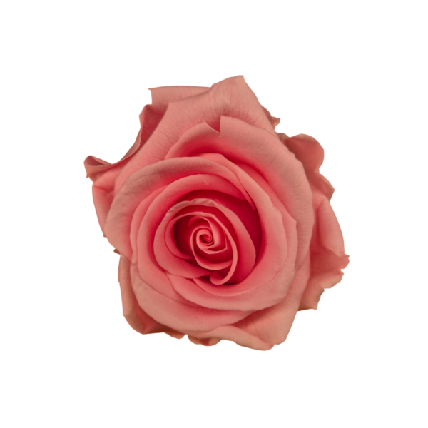 OUTLET Trandafir Standard Roz Pastel
