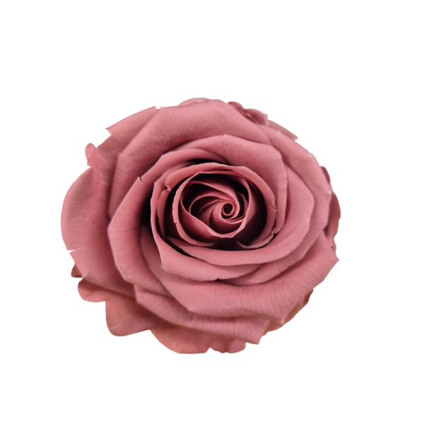 OUTLET   Trandafir Standard Cherry Vintage