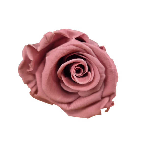 OUTLET Trandafir Standard Cherry Vintage