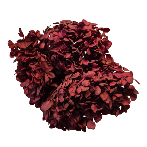 OUTLET   Hortensia criogenata Burgundy