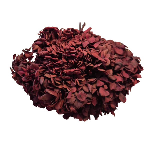 OUTLET   Hortensia criogenata Burgundy
