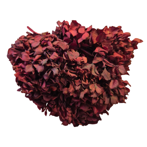 OUTLET   Hortensia criogenata Burgundy