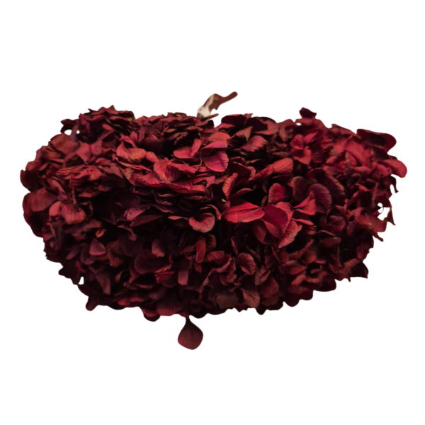 OUTLET   Hortensia criogenata Burgundy