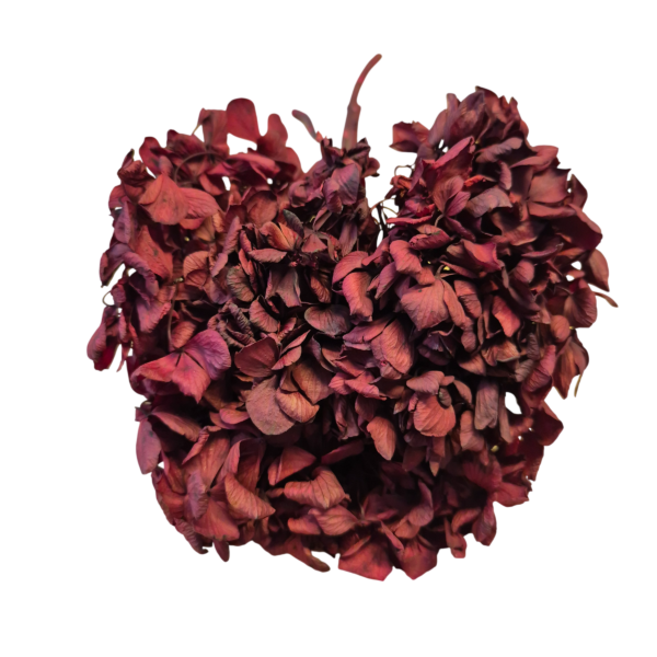 OUTLET   Hortensia criogenata Burgundy