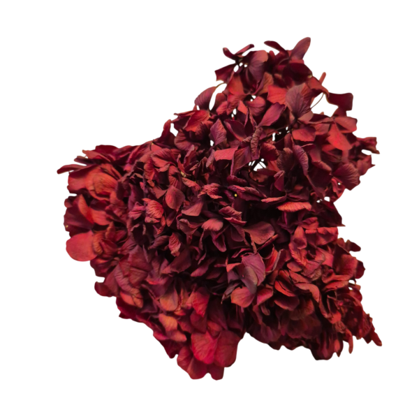 OUTLET   Hortensia criogenata Burgundy