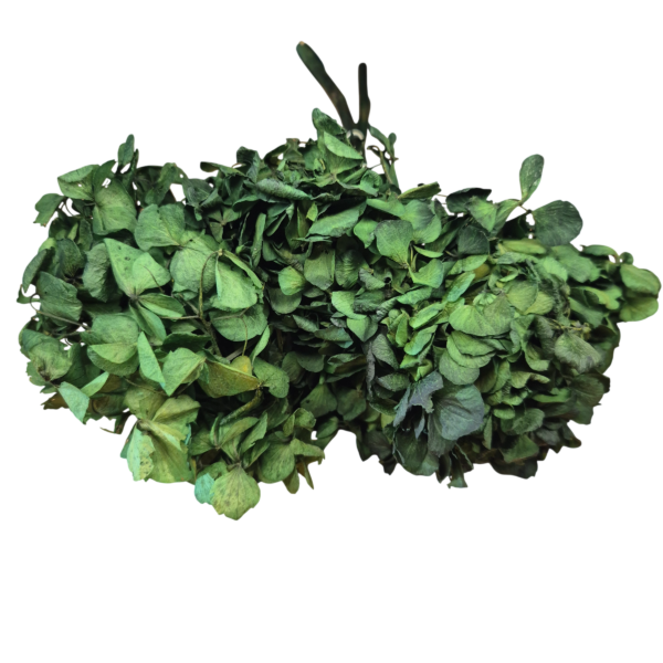 OUTLET   Hortensia criogenata Verde Inchis/Smarald/Padure