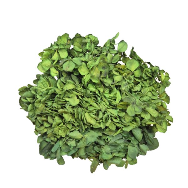 OUTLET   Hortensia criogenata Verde Inchis/Smarald/Padure