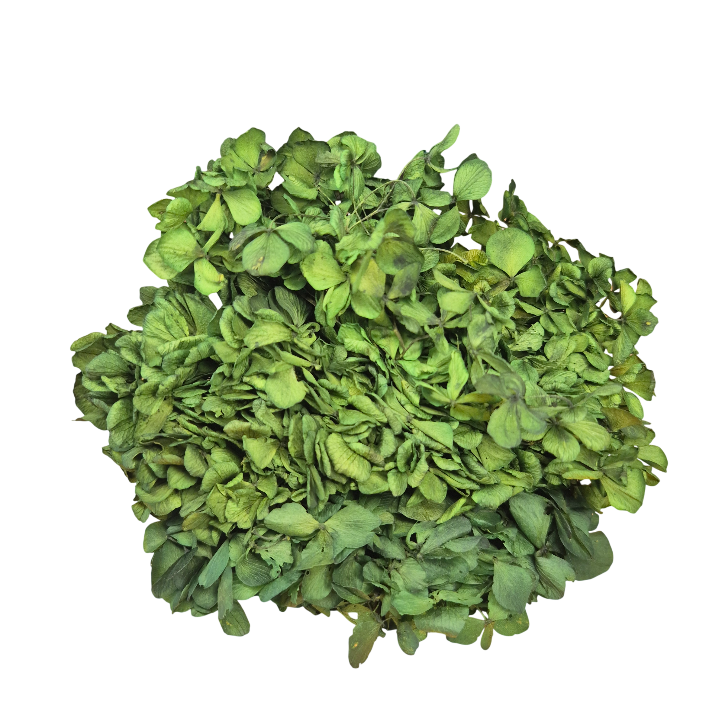 OUTLET Hortensia criogenata Verde Inchis/Smarald/Padure