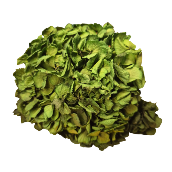 OUTLET   Hortensia criogenata Verde Inchis/Smarald/Padure