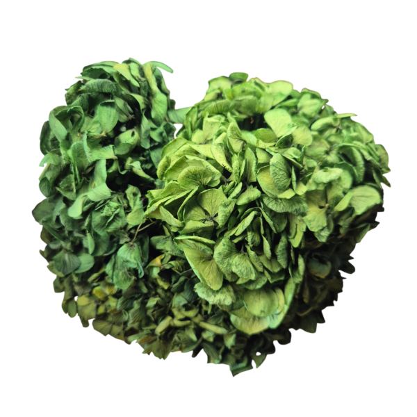 OUTLET   Hortensia criogenata Verde Inchis/Smarald/Padure