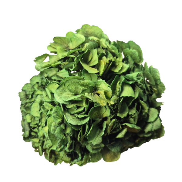 OUTLET   Hortensia criogenata Verde Inchis/Smarald/Padure