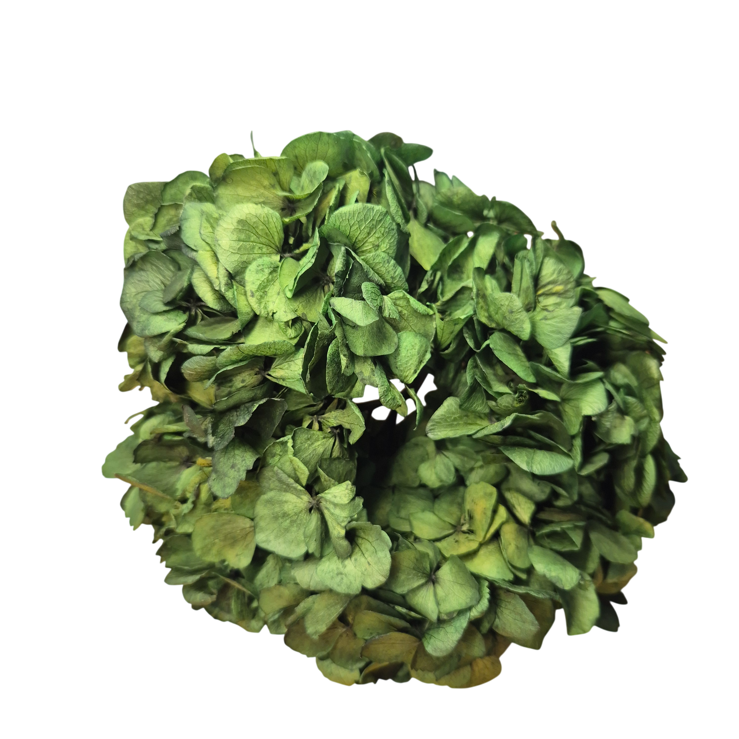 OUTLET Hortensia criogenata Verde Inchis/Smarald/Padure