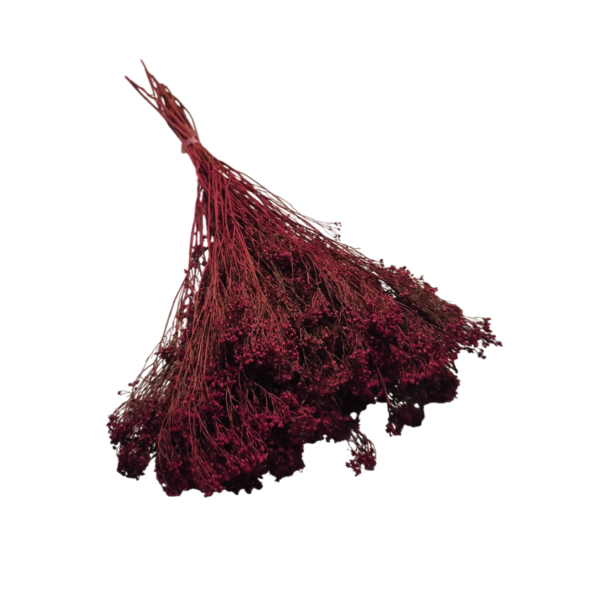 Broom Bloom uscat Bordeaux 25/50/100 gr