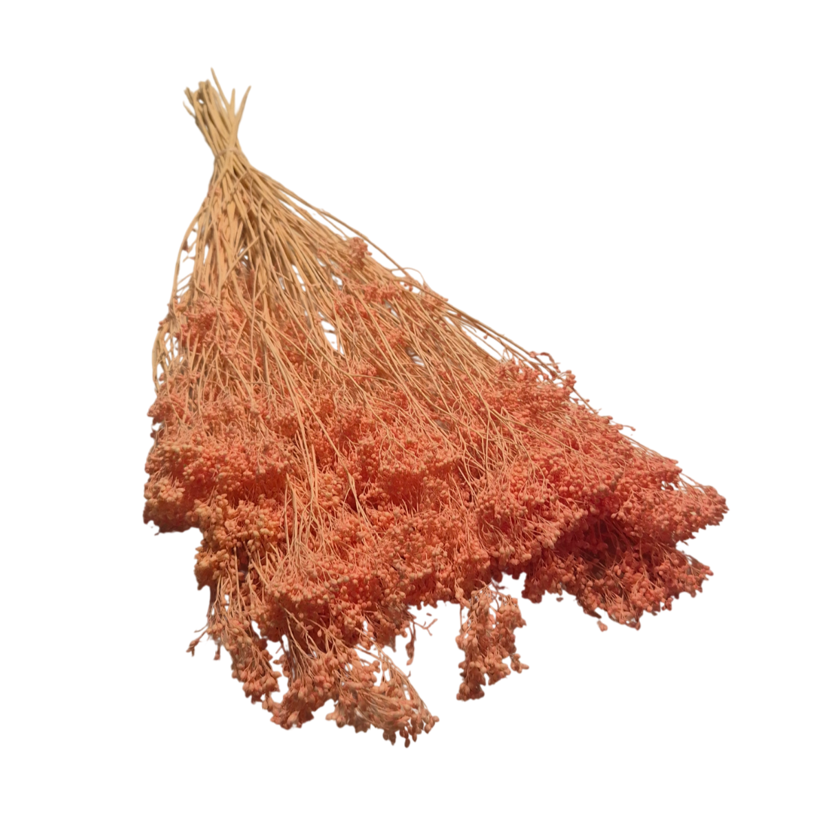 Broom Bloom uscat Somon 25/50/100 gr