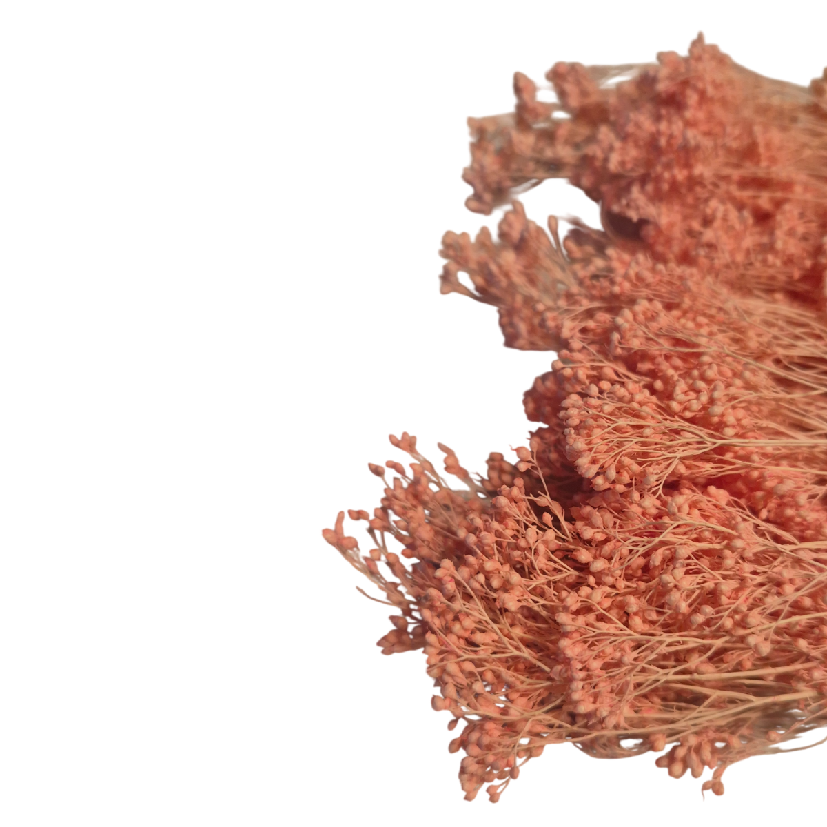 Broom Bloom uscat Somon 25/50/100 gr