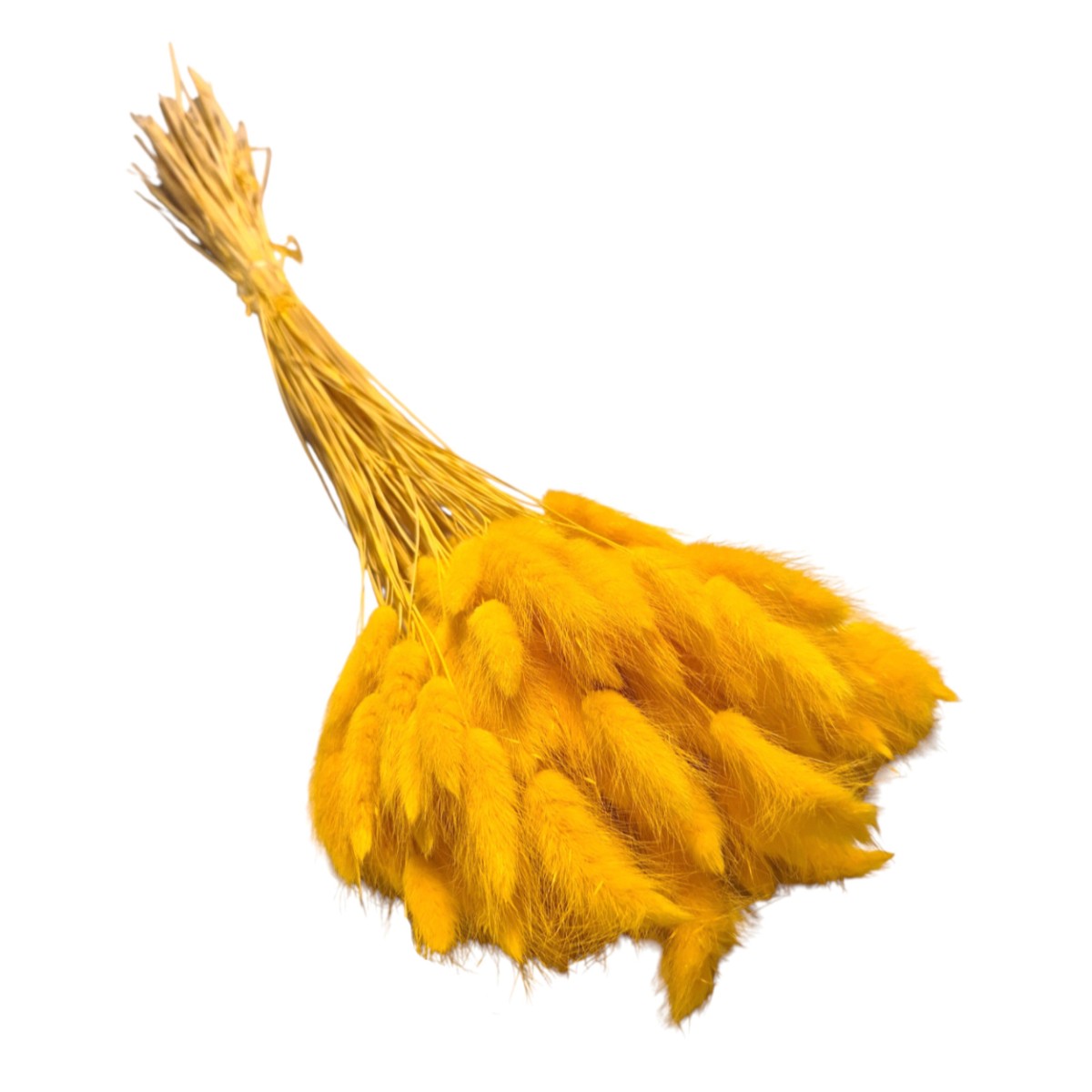 Lagurus uscat Galben 25/50/100 gr