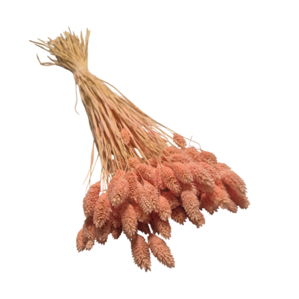 Talaris uscat Somon 25/50/100 gr